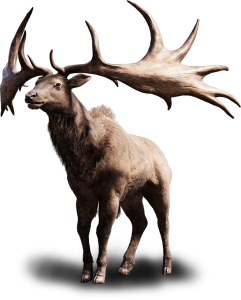 Moose, elk PNG-66226